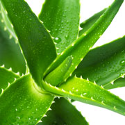 L'Aloe Vera filtra molte sostanze rilasciate nell'aria da smalti e cosmetici