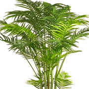 La Palma Areca assorbe la formaldeide e umidifica l'aria